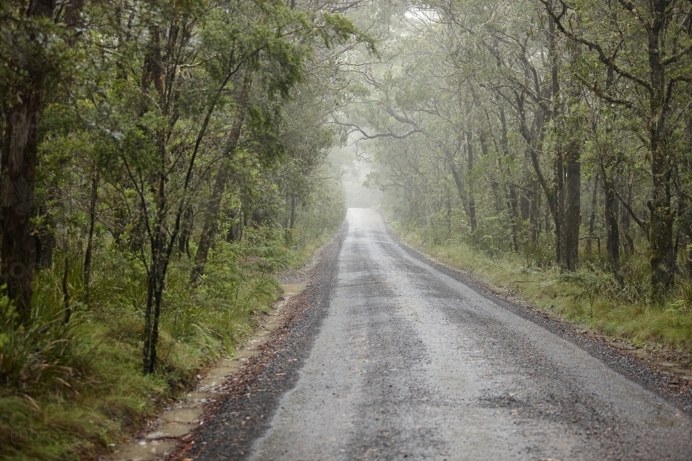 Road through forest with mist - Australian Stock Image