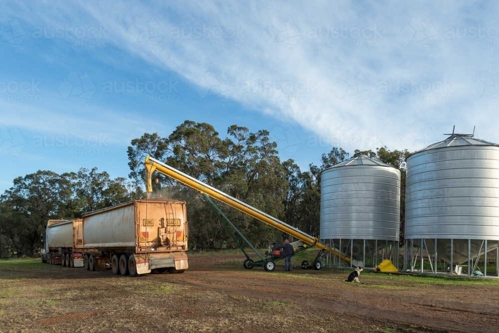 Road train loading grain from farm silos - Australian Stock Image