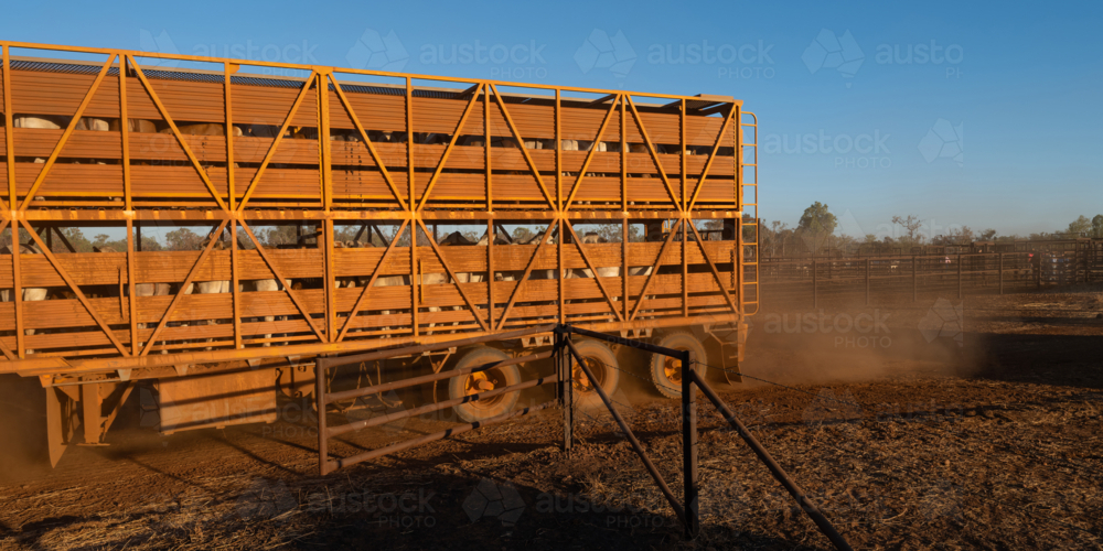 Road train with cattle, leaving the yards on NT Station - Australian Stock Image