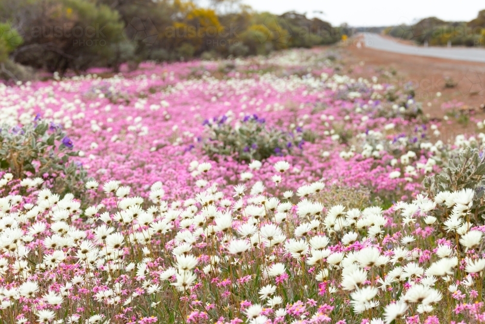 Roadside verge with pink and white everlasting wildflowers - Australian Stock Image