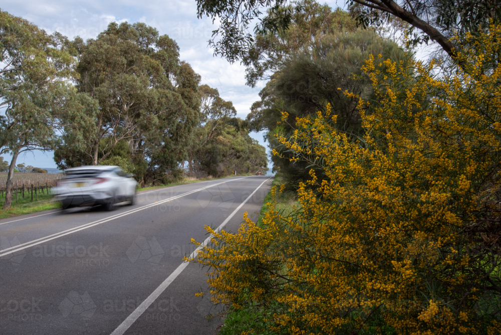 Roadside wattle with a car driving along the road in McLaren Vale - Australian Stock Image