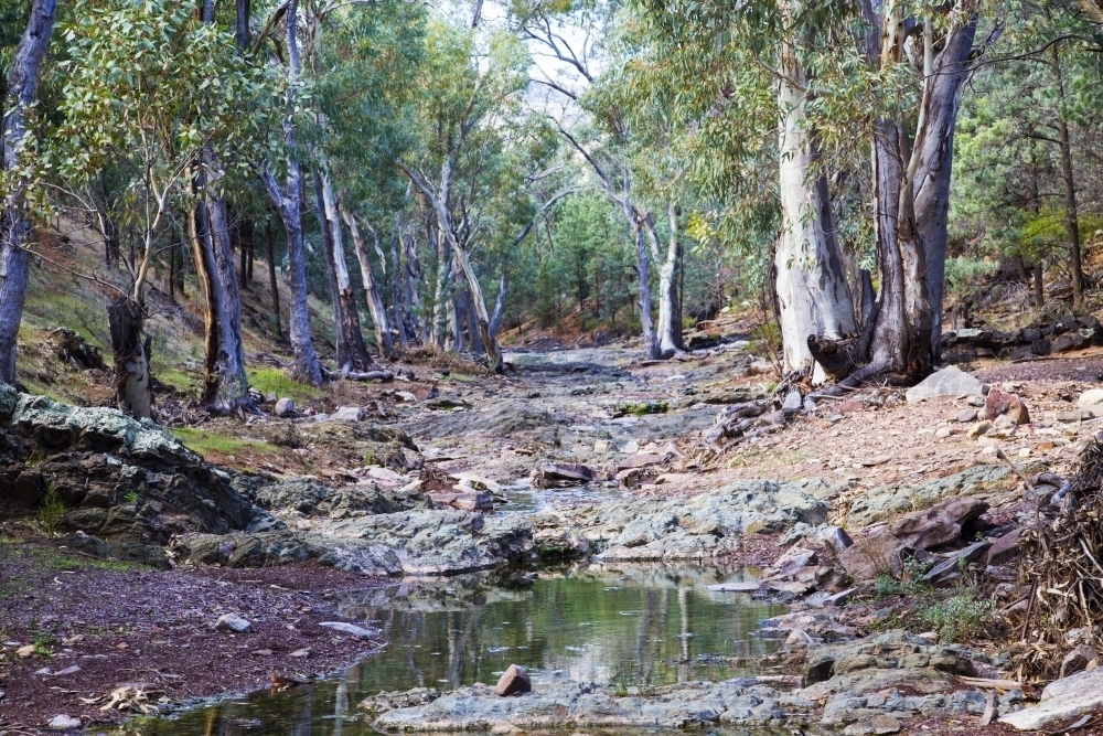 Rocky creek lined with gum trees, horizontal - Australian Stock Image