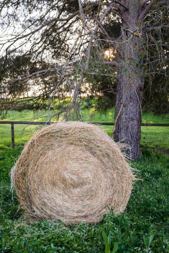 Roll of hay on a farm - Australian Stock Image