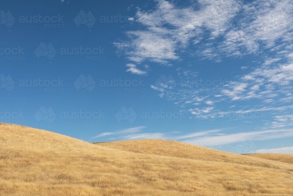 rolling hills with golden grass under blue sky - Australian Stock Image