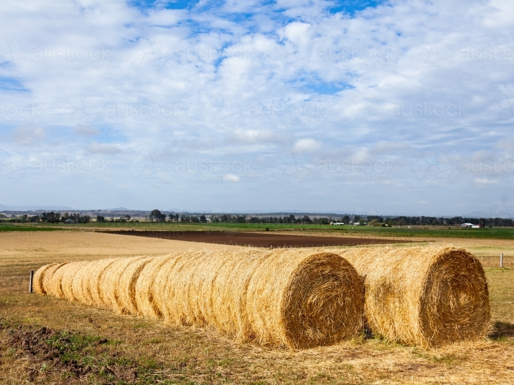 Rolls of golden hay in farm paddock - Australian Stock Image