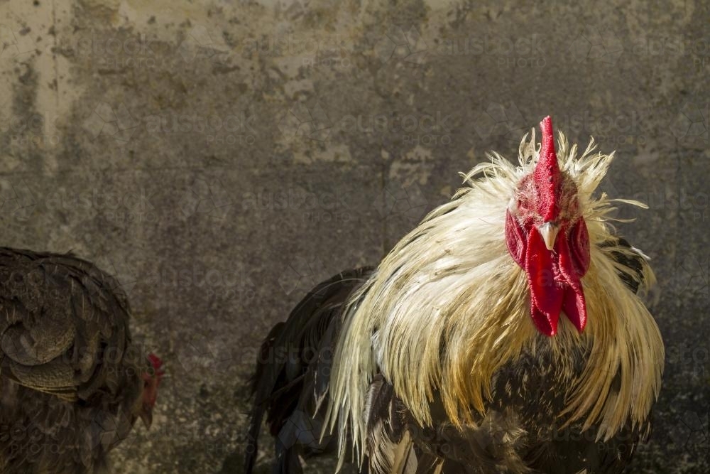 Rooster with Wild Feathers - Australian Stock Image