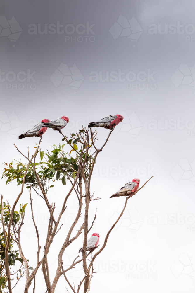 Rose-breasted cockatoos perched on top of a tree. - Australian Stock Image