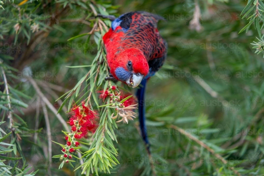 Rosella parrot hanging in native Australian tree eating - Australian Stock Image