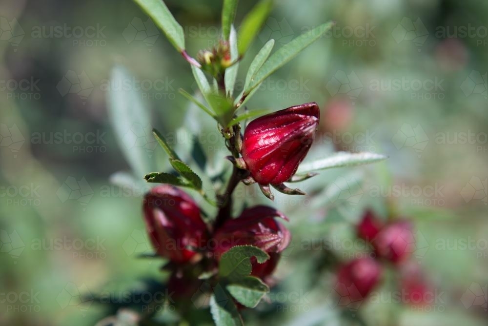 Rosella plant - Australian Stock Image