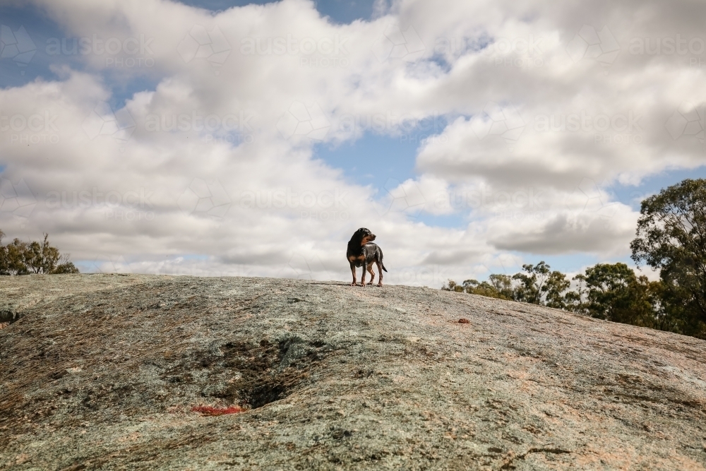 Rottweiler dog standing on large rock under cloudy sky - Australian Stock Image
