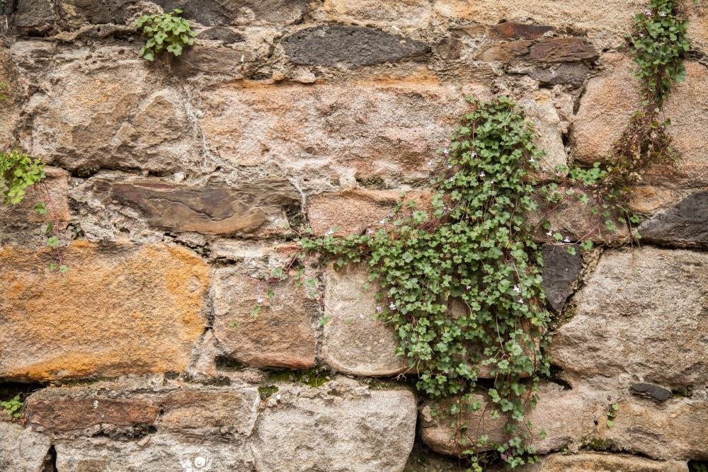 Rough brick stone wall with green plant growing in cracks - Australian Stock Image