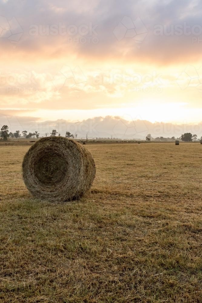 Round bale of hay freshly harvested - Australian Stock Image