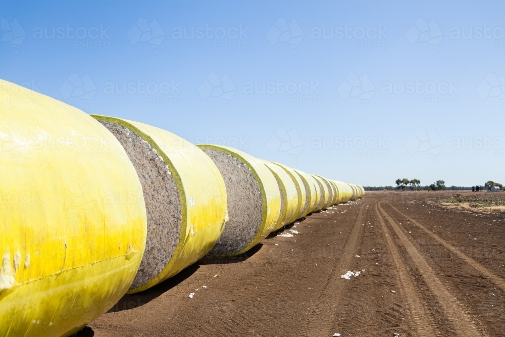 Round bales of baled cotton ready to leave farm - Australian Stock Image