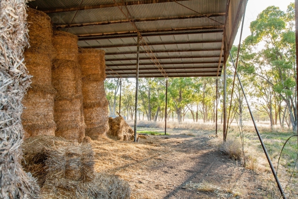 Round hay bales stacked in a hay shed on a farm - Australian Stock Image