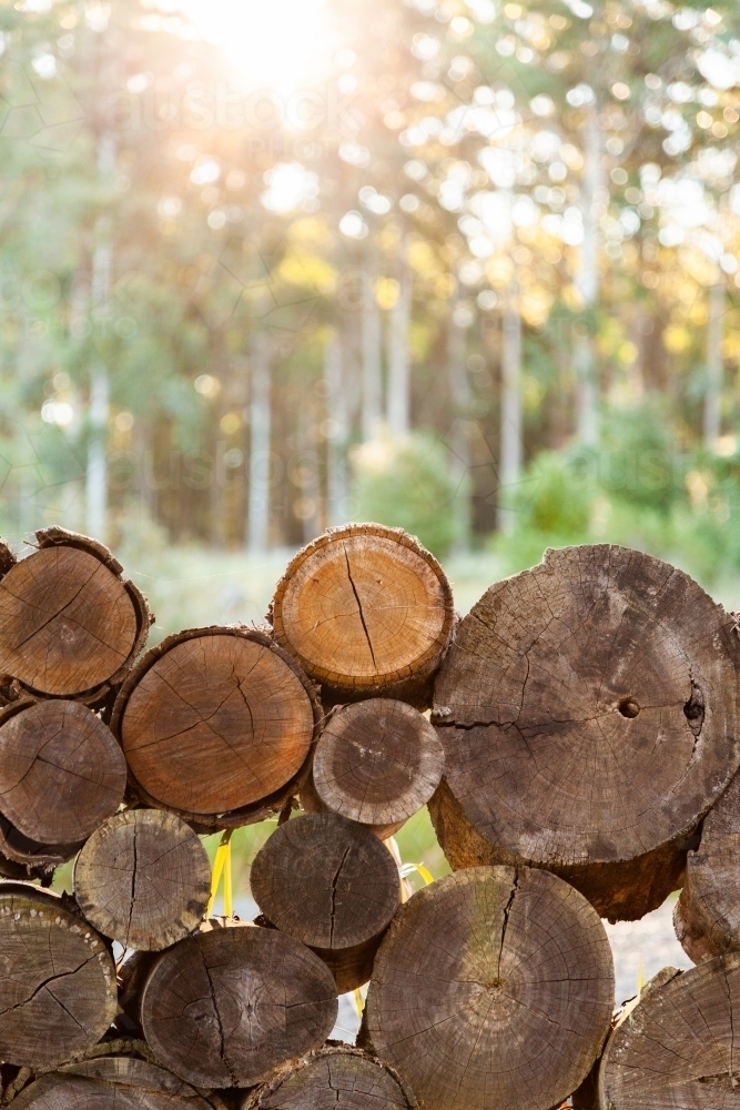 Round tree branches cut and stacked for drying for firewood - Australian Stock Image