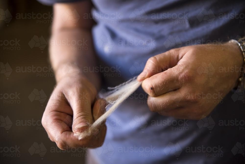 Roustabout holding a piece of fleece in a shearing shed. - Australian Stock Image