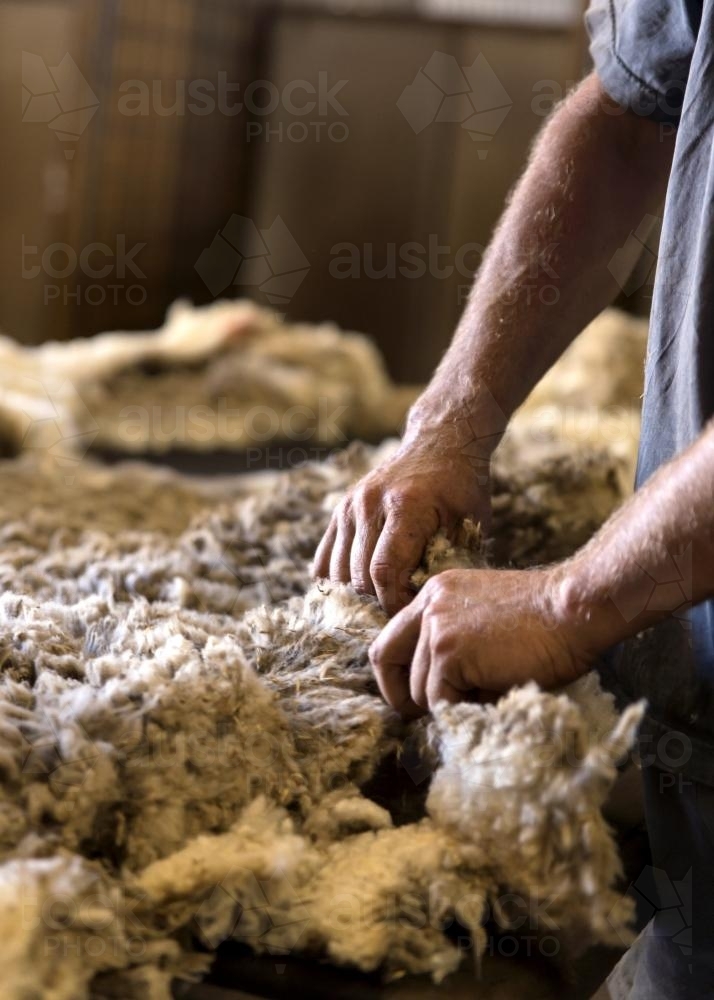 Roustabout sorting wool in a shearing shed. - Australian Stock Image