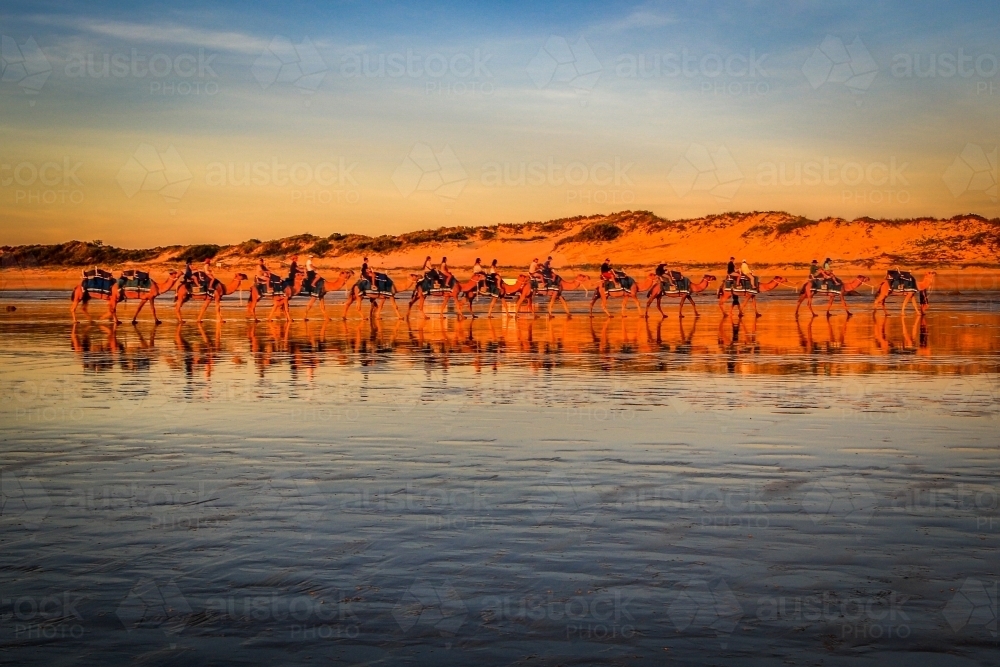 Row of camels on Cable Beach at sunset - Australian Stock Image