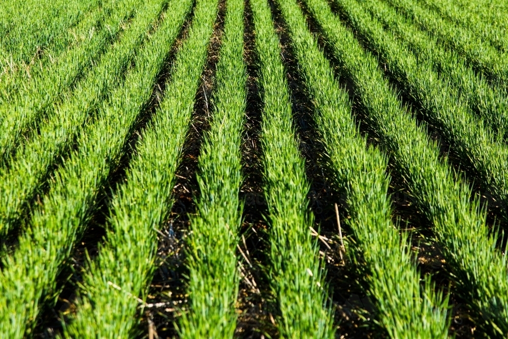 Rows of barley plants - Australian Stock Image