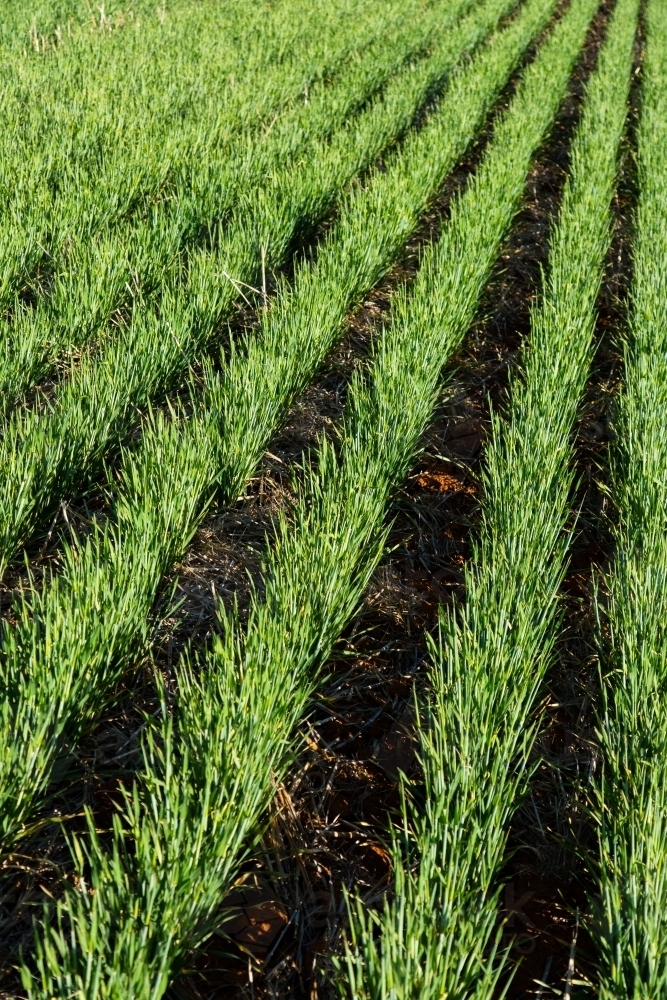 Rows of barley plants - Australian Stock Image