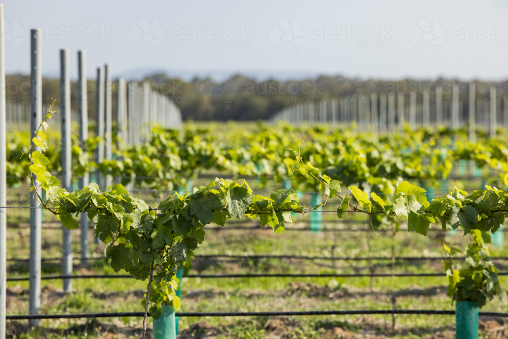 Rows of grape vines growing in Hunter Valley vineyard - Australian Stock Image