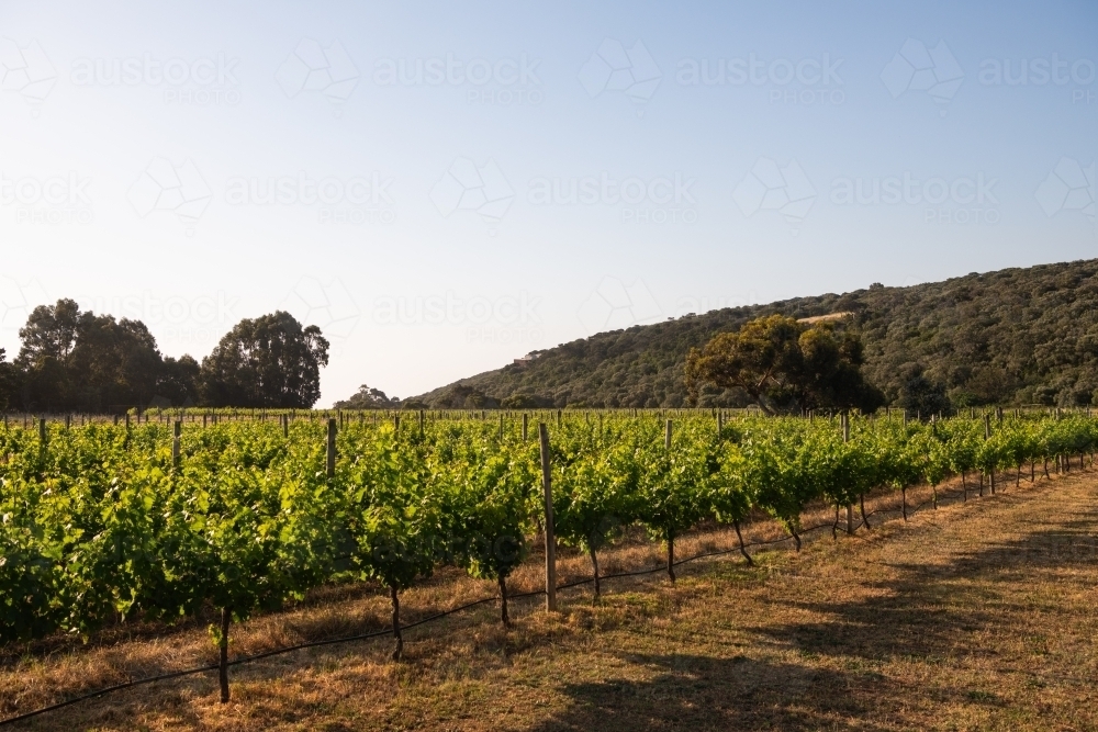 Rows of grapevines in Margaret River region - Australian Stock Image