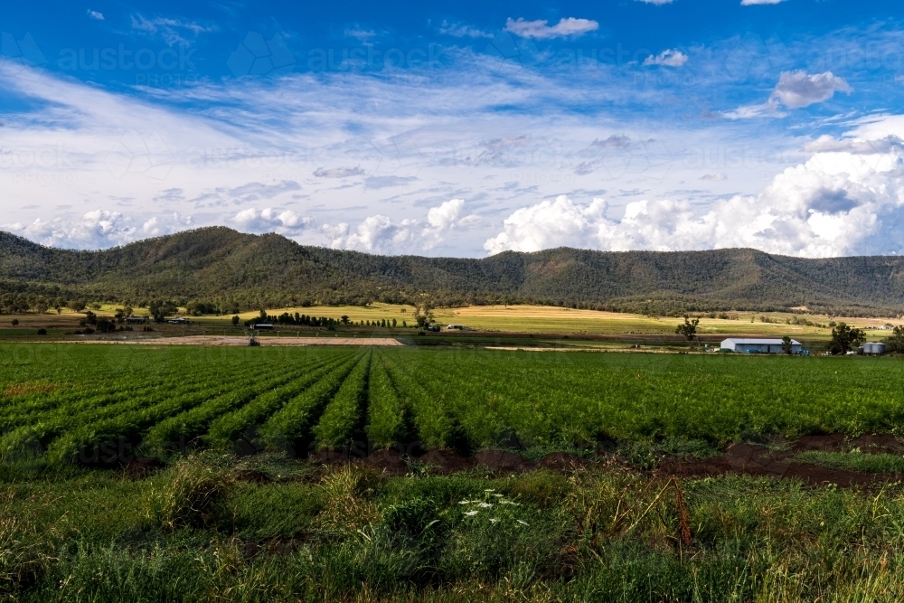 Rows of green crops leading to a mountain range, with farm shed and cloudy sky - Australian Stock Image