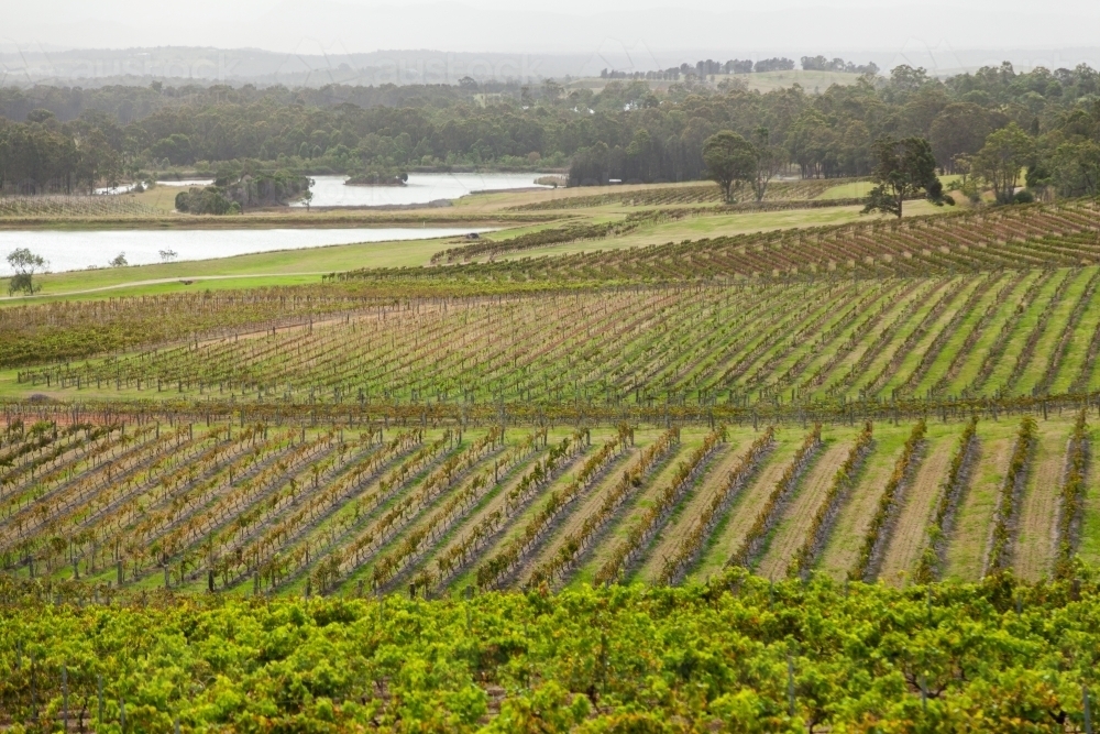 Rows of green grape vines in pokolbin in autumn - Australian Stock Image