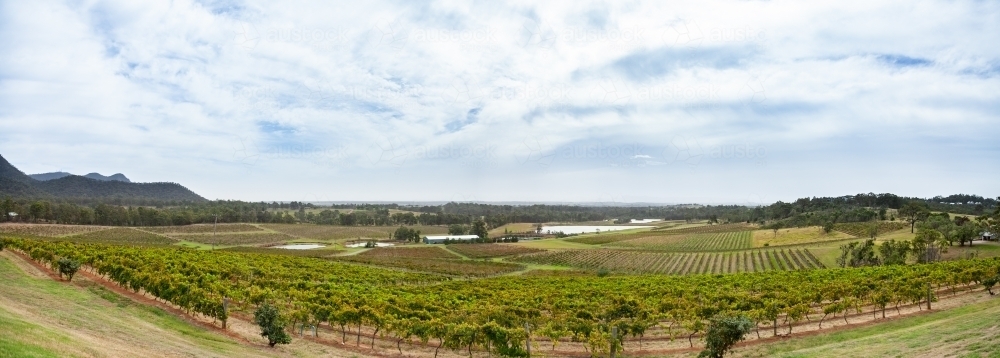 Rows of green grape vines in pokolbin in autumn - Australian Stock Image