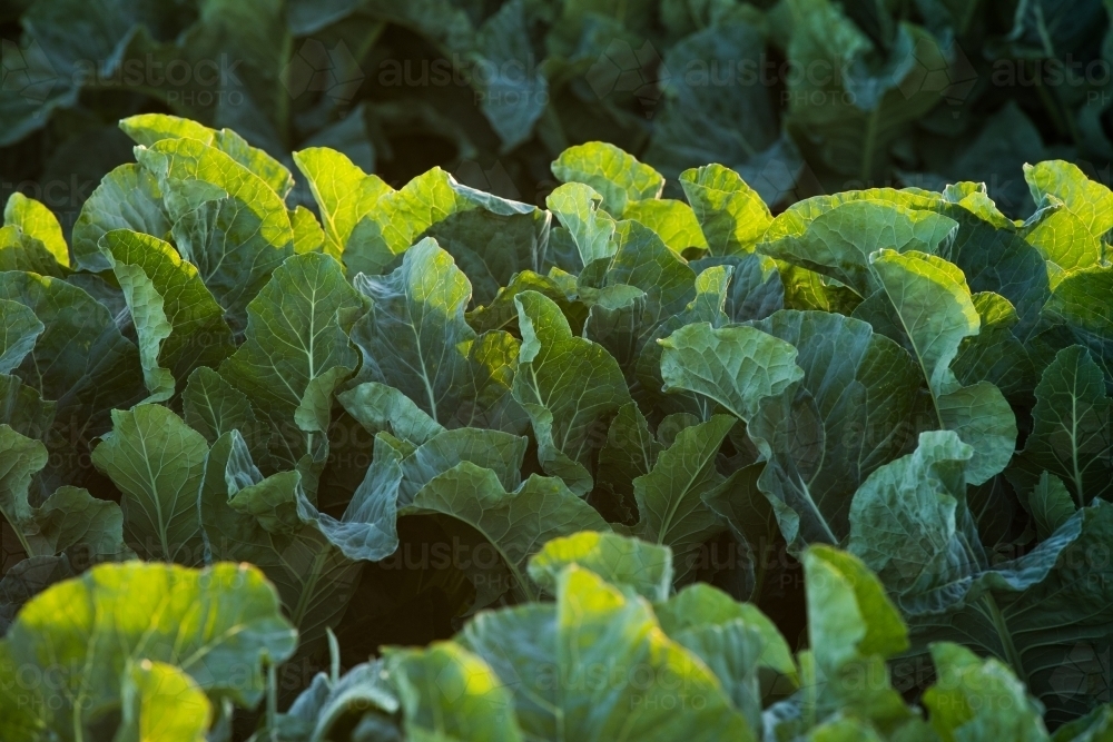 Rows of green leafy plants growing amongst a field in Gatton, Queensland - Australian Stock Image