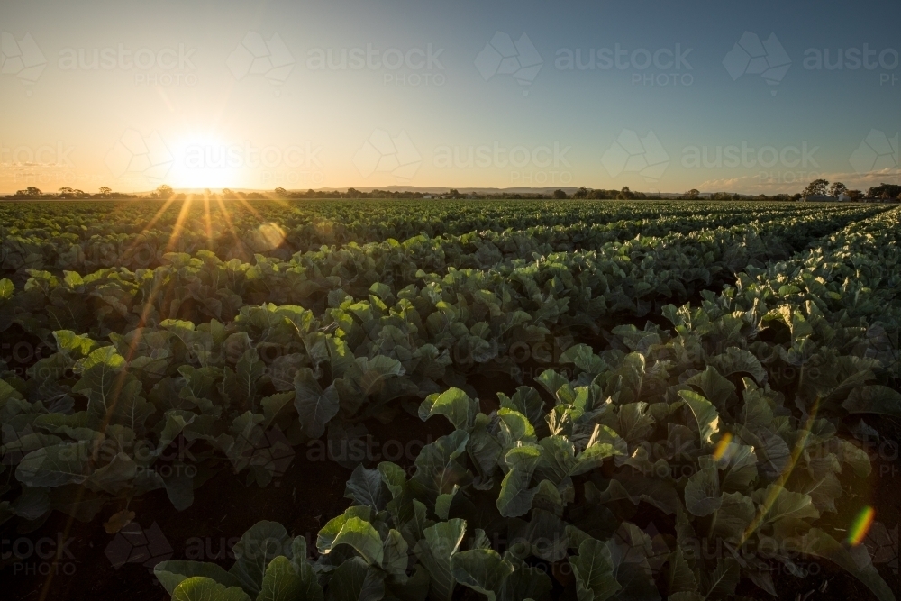 Rows of green leafy plants with a low setting sun behind. Gatton, Queensland - Australian Stock Image