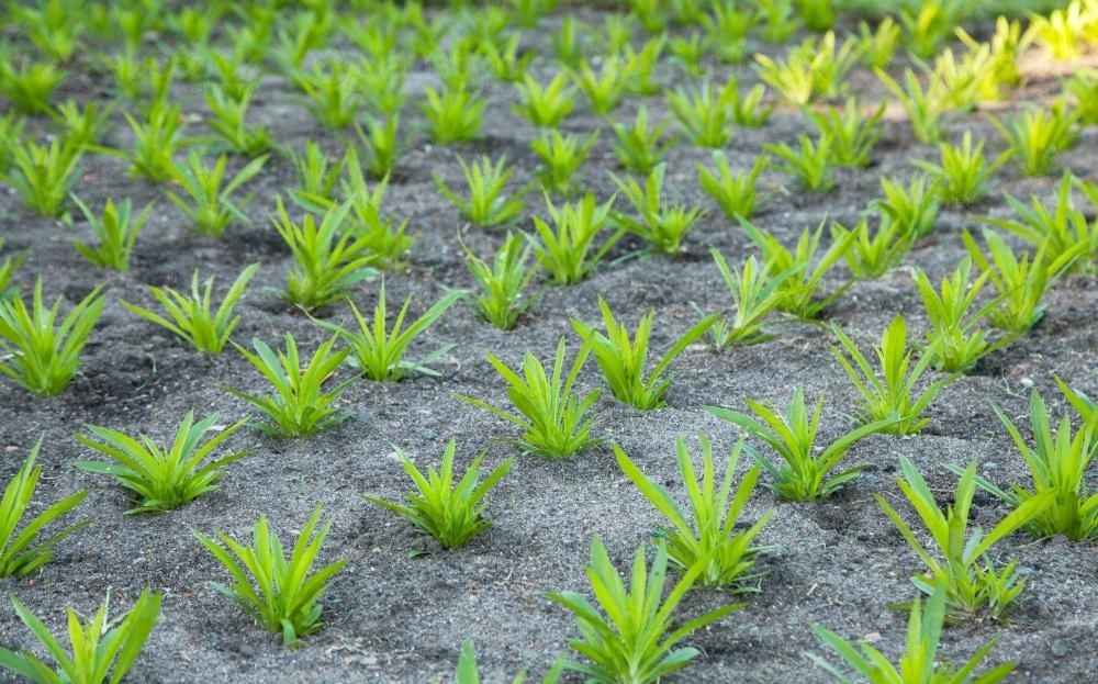 Rows of identical plants in a garden - Australian Stock Image