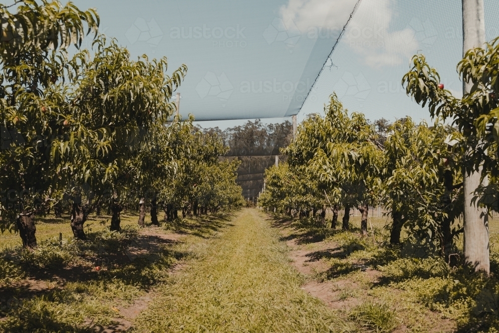 Rows of peach trees at a farm. - Australian Stock Image