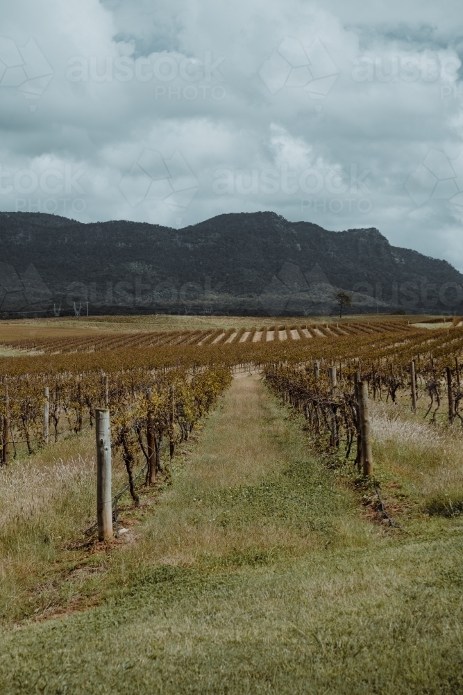 Rows of vines at a vineyard with a mountain in the background at the Hunter Valley Wine Region - Australian Stock Image