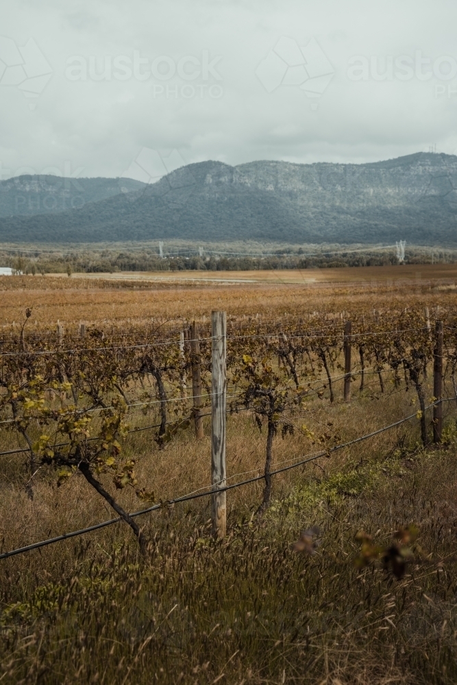 Rows of vines at a vineyard with a mountain in the background at the Hunter Valley Wine Region - Australian Stock Image