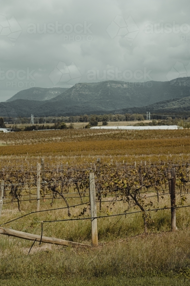 Rows of vines at a vineyard with a mountain in the background at the Hunter Valley Wine Region - Australian Stock Image