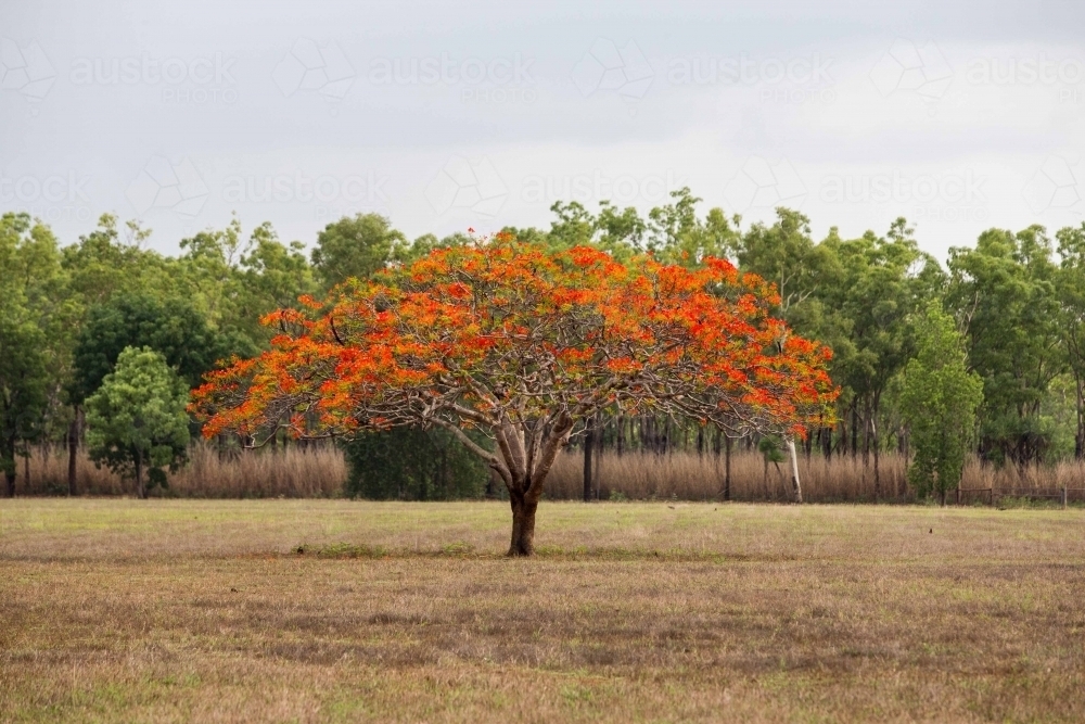 Royal Poinciana in paddock - Australian Stock Image