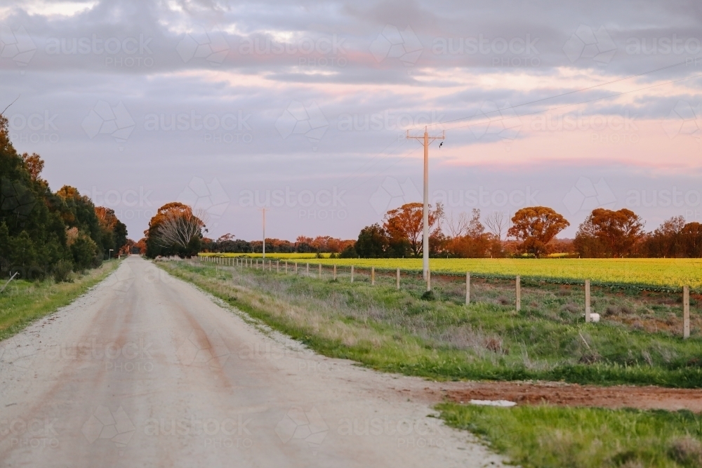 Rural country road at sunset lined by canola fields - Australian Stock Image