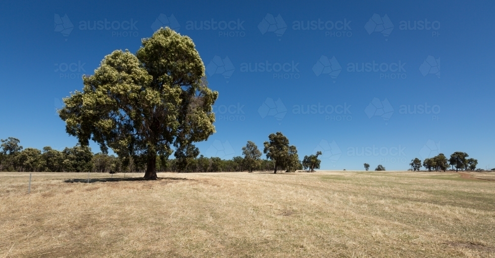 Rural landscape with flowering gum tree - Australian Stock Image