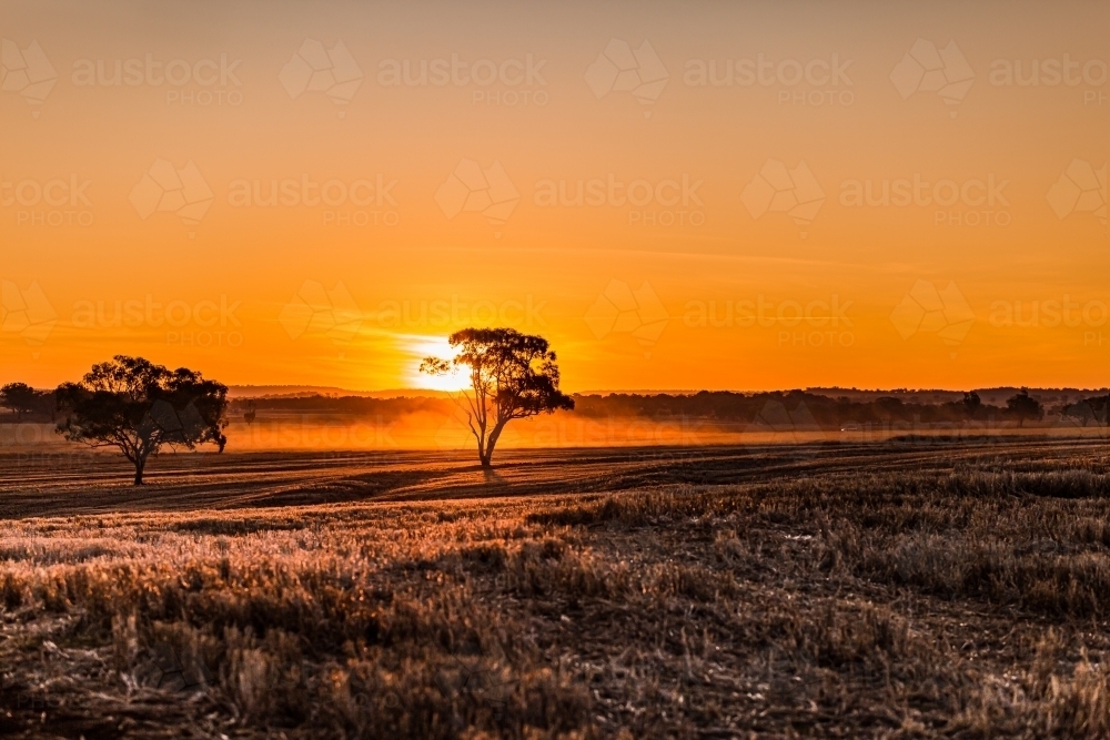 Rural landscape with silhouetted trees against sunset horizon - Australian Stock Image