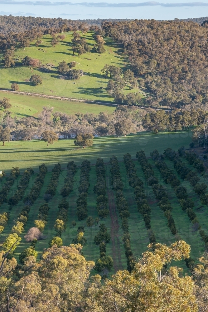 Rural scene looking over an orchard - Australian Stock Image