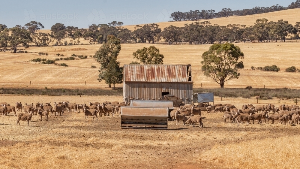 Rural scene with harvested fields, trees, old barn, vintage sheep feeders & flock of sheep - Australian Stock Image