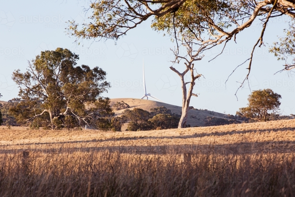 Rural Wind Turbines in a farm setting with a paddock and gumtrees in the foreground - Australian Stock Image