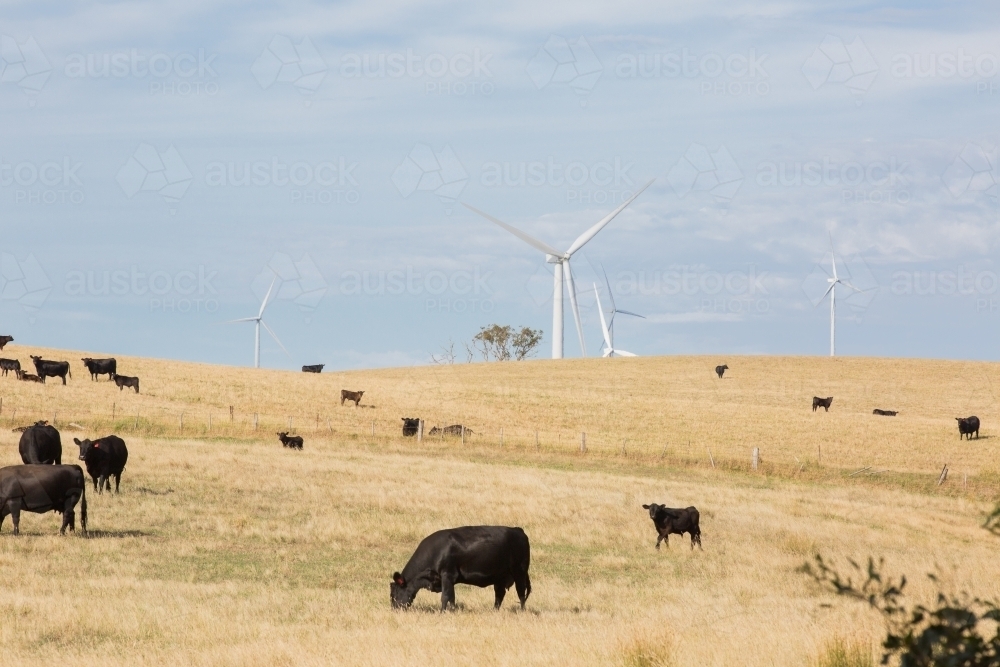 Rural Wind Turbines in a farm setting with cattle in foreground - Australian Stock Image