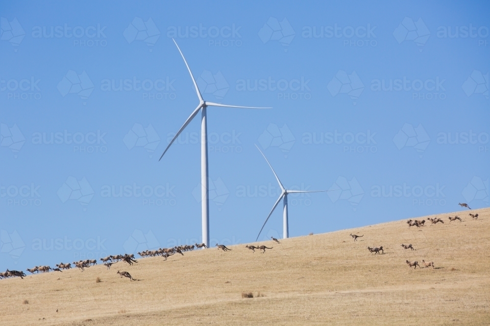 Rural Wind Turbines in a farm setting with sheep being chased by kangaroos in the foreground - Australian Stock Image