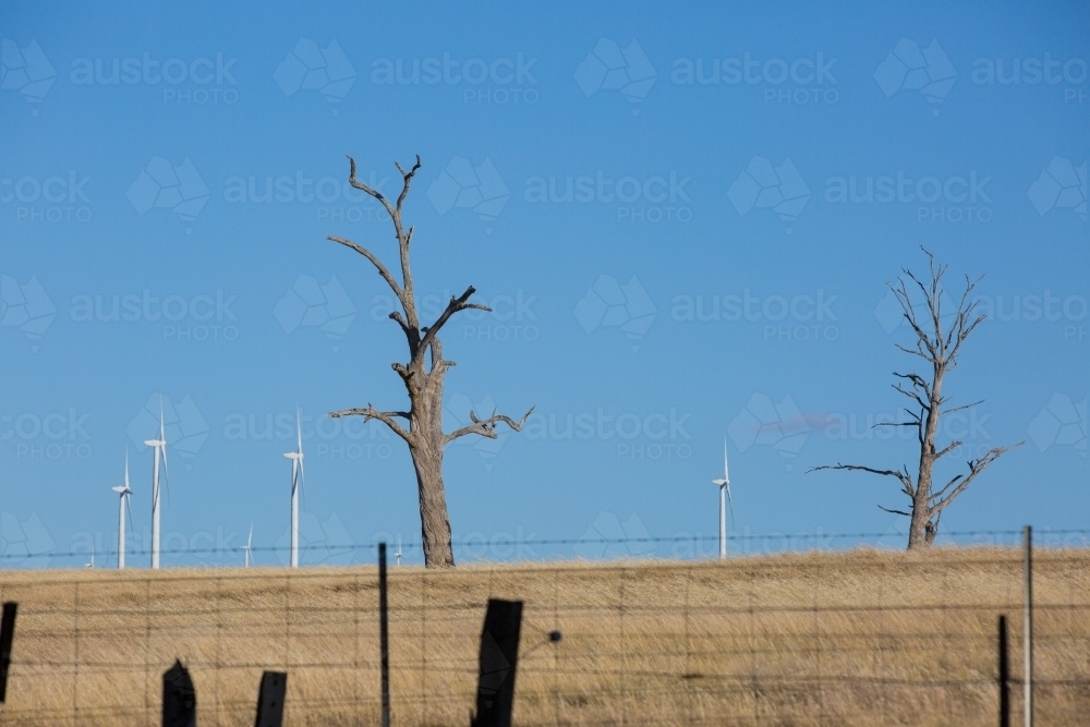 Rural Wind Turbines on a farm setting with Dead Trees in foreground - Australian Stock Image