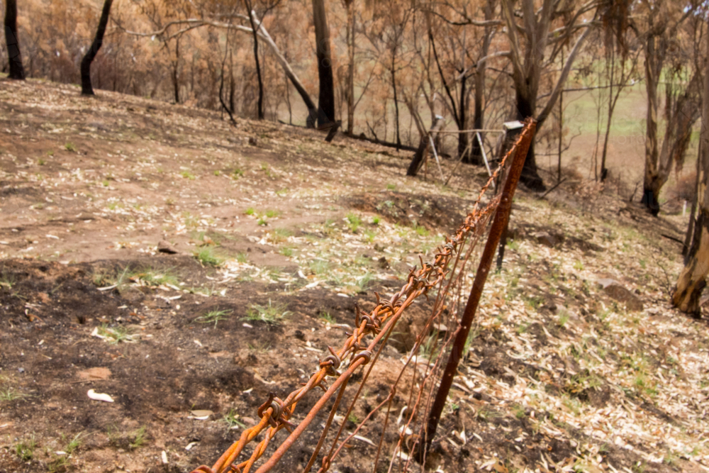 rusted wire fence in aftermath of rural bushfire - Australian Stock Image