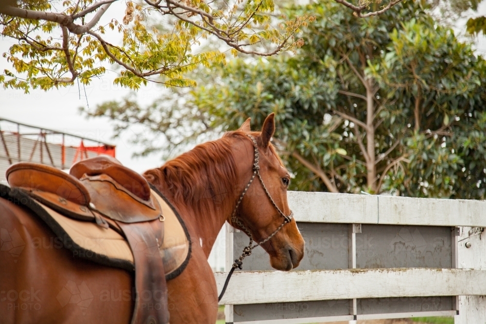 Image Of Saddled Stock Horse Tied To A Fence At The Showground