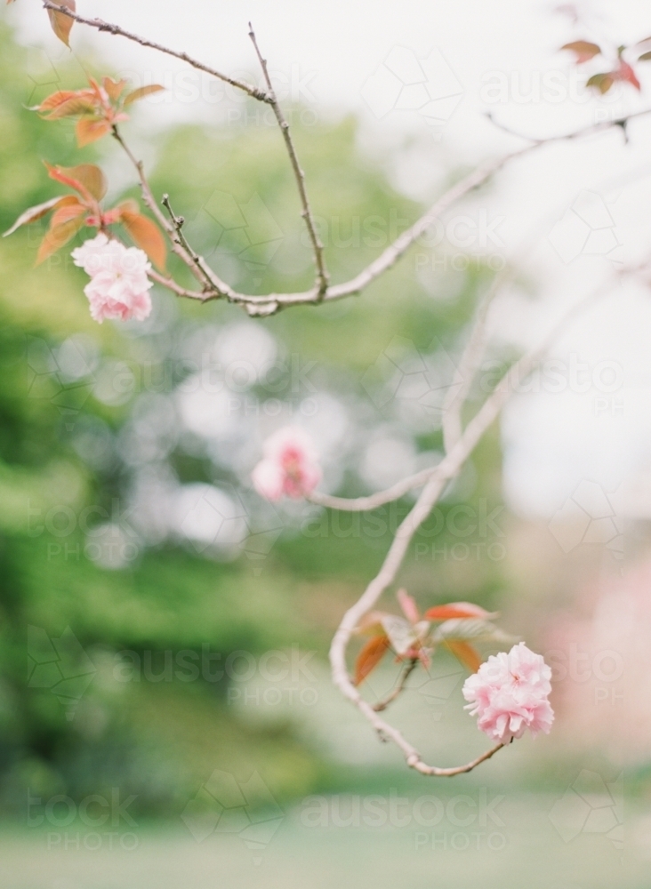 Sakura Blossoms in Countryside Garden - Australian Stock Image