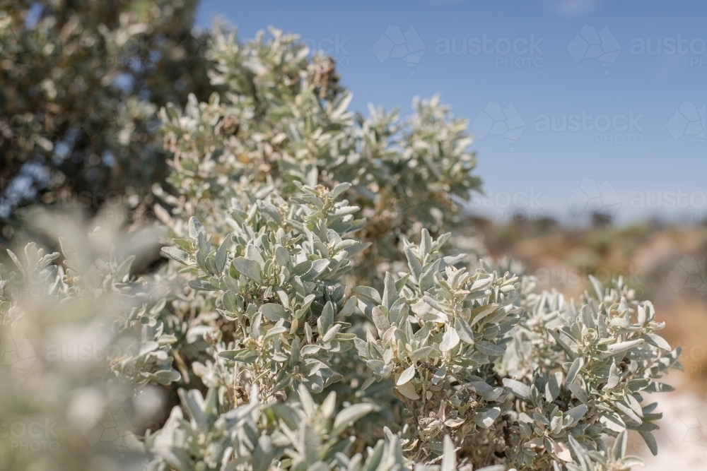 saltbush - Australian Stock Image